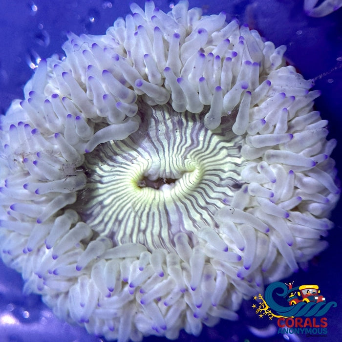 Blue Tip White Zebra Mat Anemone (2-3”) | Corals Anonymous