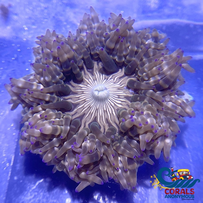 Blue Tip Zebra Long Tentacle Anemone (3-6) Longtentacleanemone