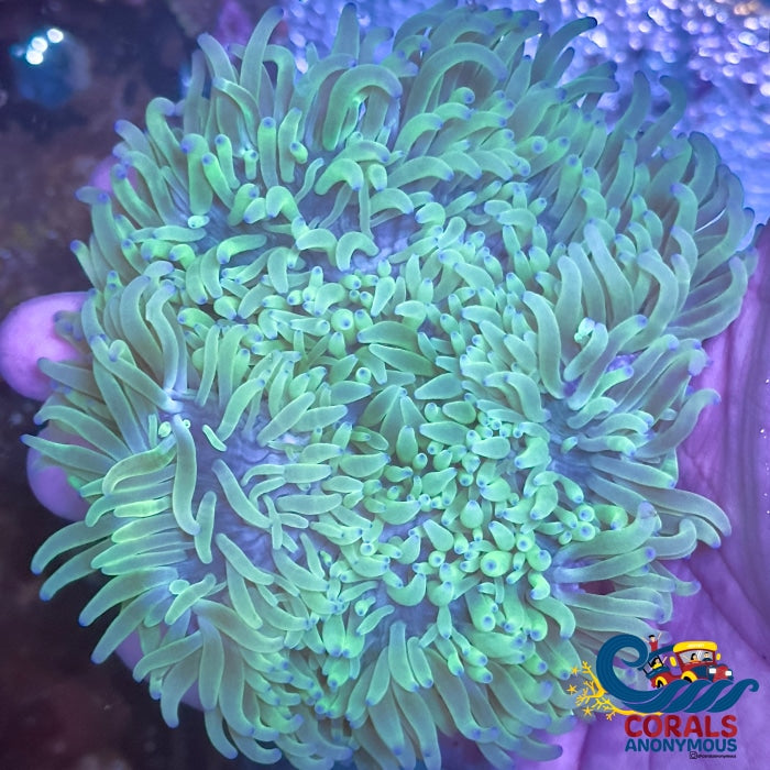 Purple Tip Long Tentacle Anemone (3-5) Longtentacleanemone