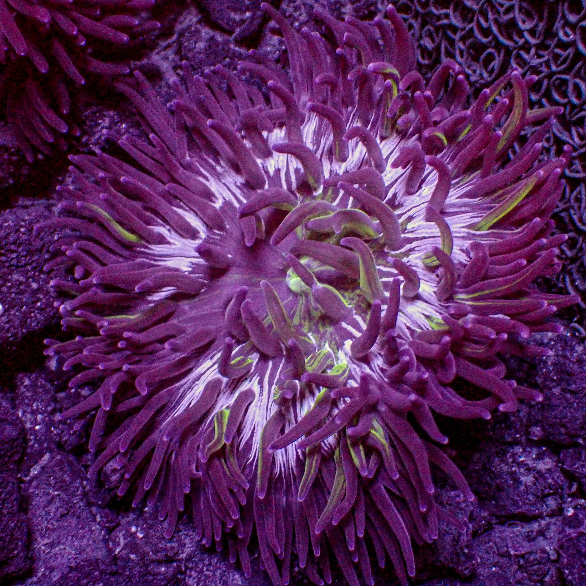 【70％OFF】 Tentacle Long Splatter Purple Toxic Anemone Corals | (3-6”) タオル