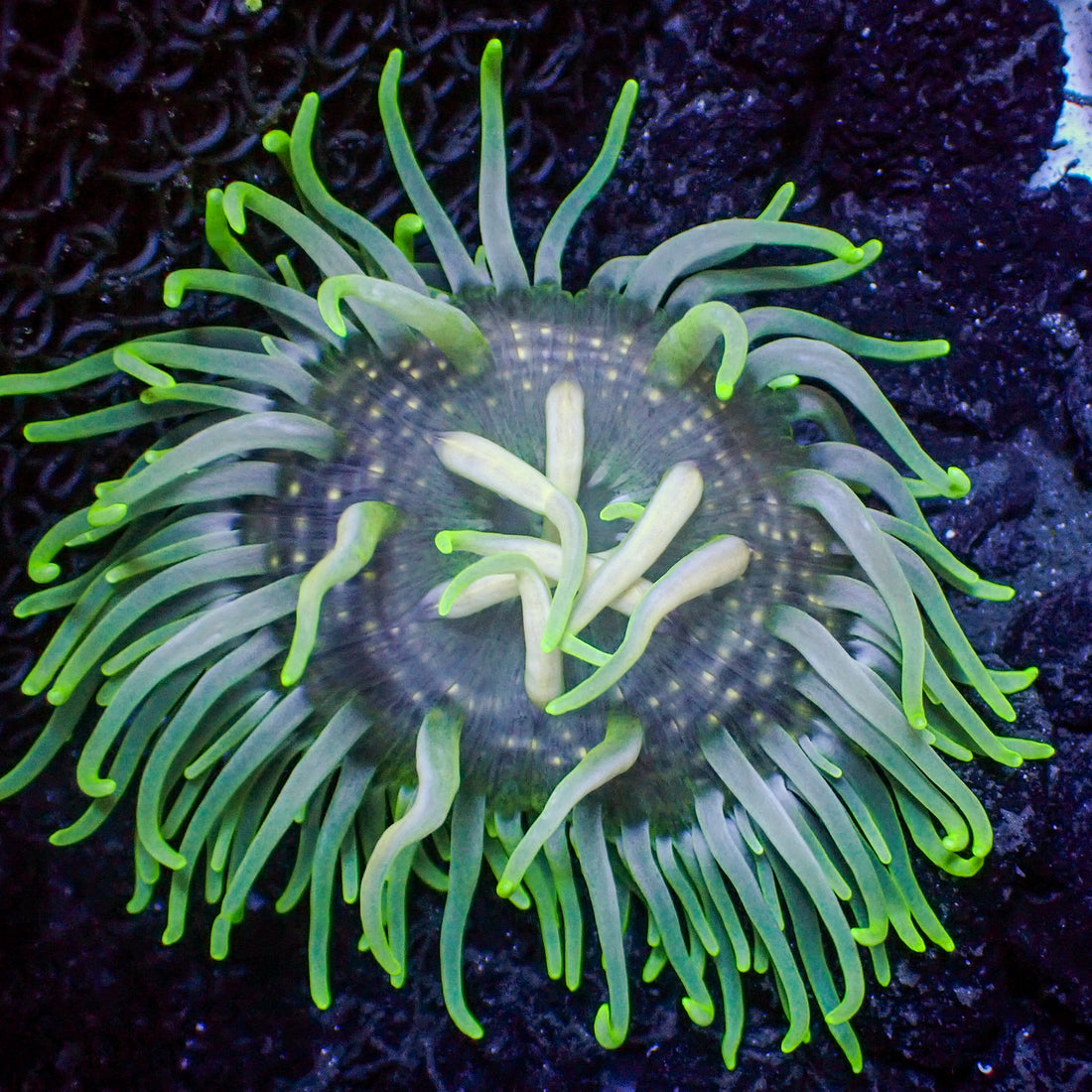 Electric Shock Long Tentacle Anemone - Corals Anonymous