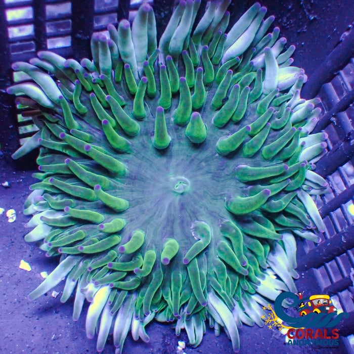 Wintermint Joker Long Tentacle Anemone Longtentacleanemone