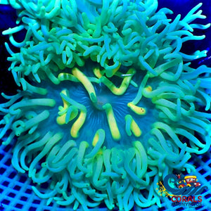 Yellow Devil Rainbow Long Tentacle Anemone Longtentacleanemone