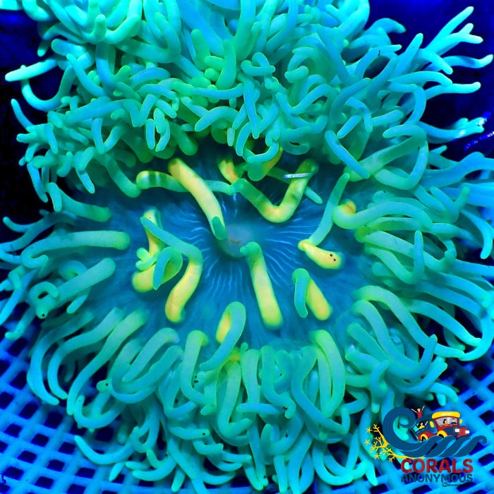 Yellow Devil Rainbow Long Tentacle Anemone Longtentacleanemone