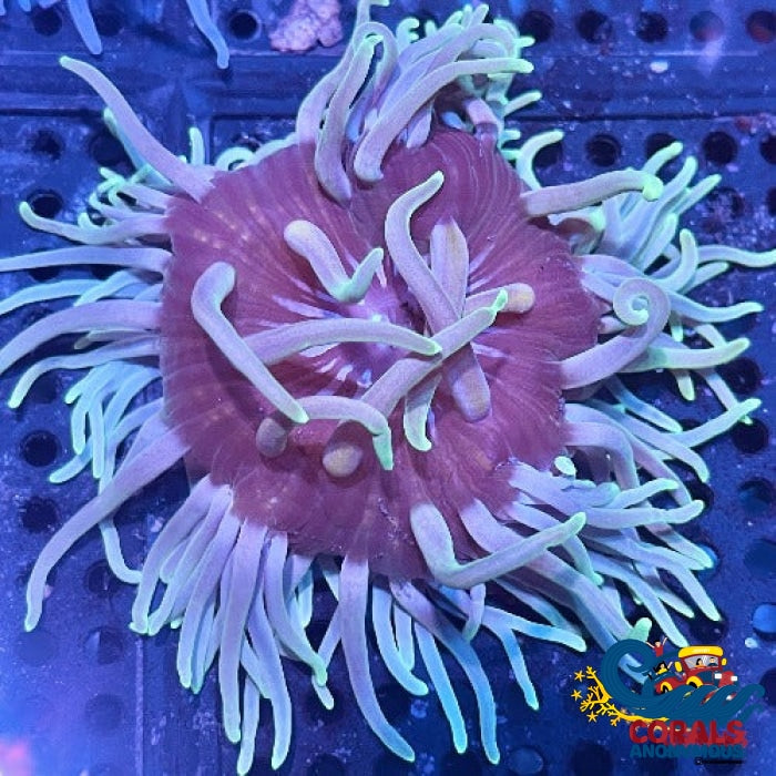 aqua bronze long tentacle anemone