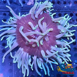 aqua bronze long tentacle anemone