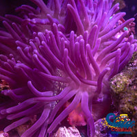 Purple Corkscrew Long Tentacle Anemone Longtentacleanemone
