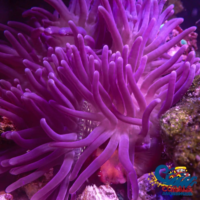 Purple Corkscrew Long Tentacle Anemone Longtentacleanemone