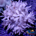 White Snowflake Long Tentacle Anemone Longtentacleanemone