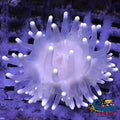 White Snowflake Long Tentacle Anemone Longtentacleanemone