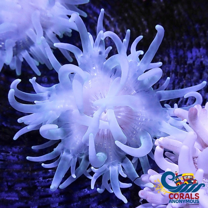 Toxic Purple Splatter Long Tentacle Anemone (3-6”) | Corals