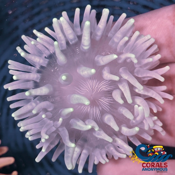 White Snowflake Long Tentacle Anemone Longtentacleanemone