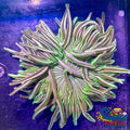 Emerald Peppermint Long Tentacle Anemone 2