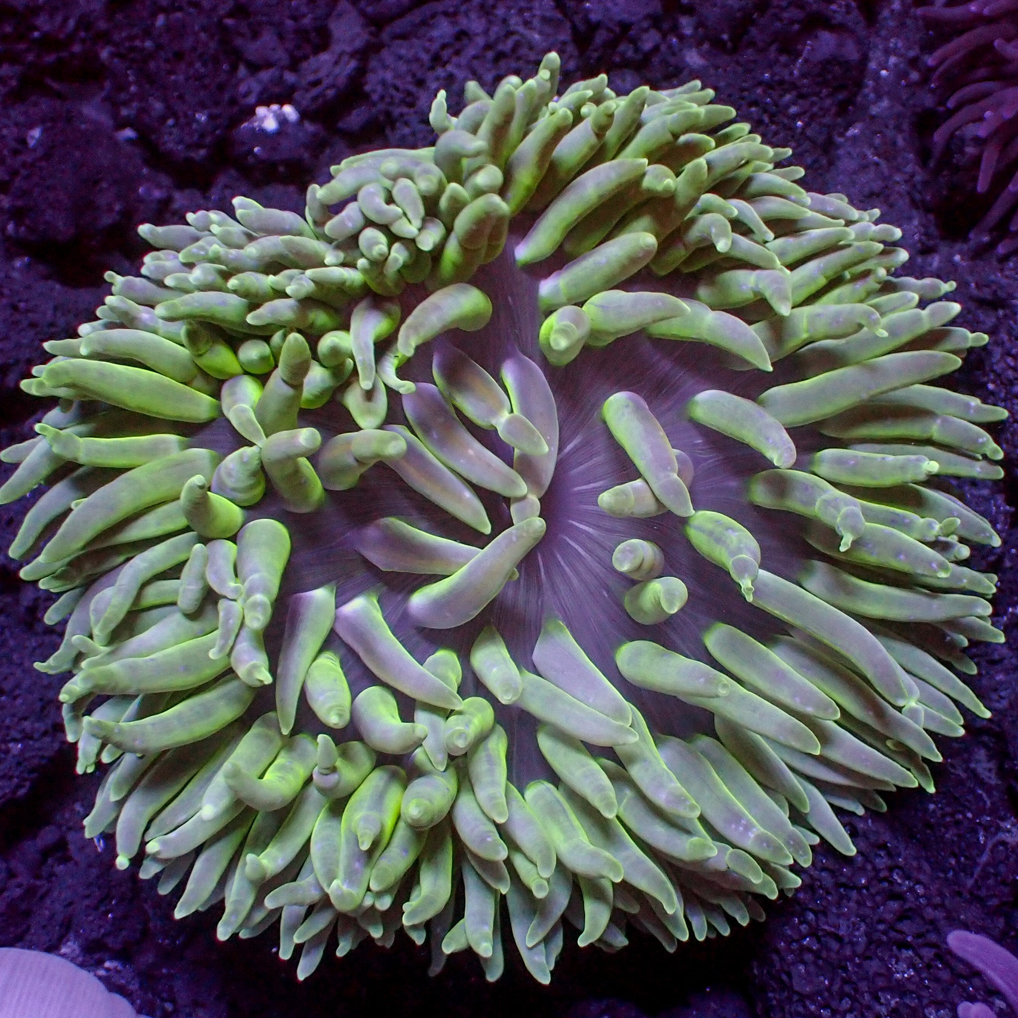 Metallic Green Long Tentacle Anemone | Corals Anonymous