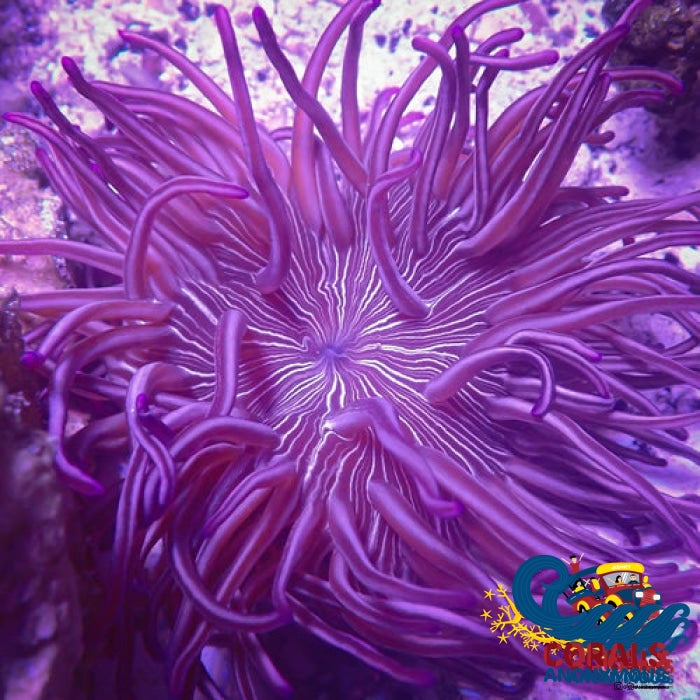 Purple Peppermint Long Tentacle Anemone Longtentacleanemone