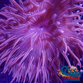 Purple Peppermint Long Tentacle Anemone Longtentacleanemone