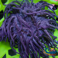 Purple Shatter Star Long Tentacle Anemone (5-7) (Ae 2) Longtentacleanemone