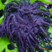 Purple Shatter Star Long Tentacle Anemone (5-7) (Ae 2) Longtentacleanemone