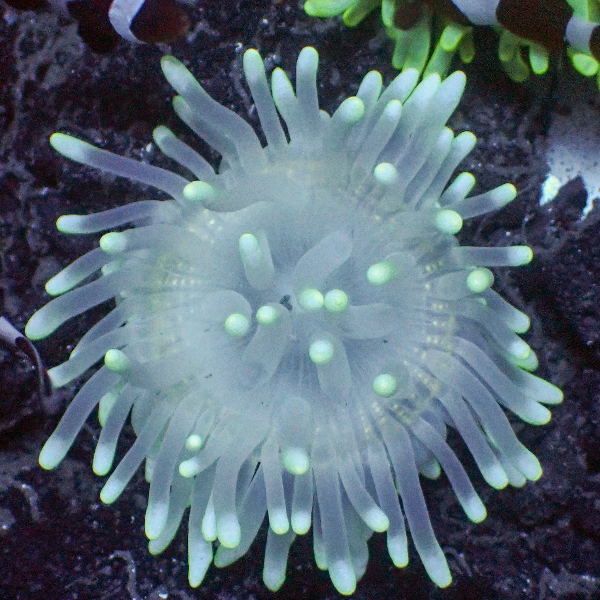 Specter Long Tentacle Anemone | Corals Anonymous