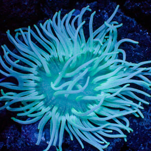 Teal Long Tentacle Anemone - Corals Anonymous