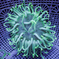 Teal Long Tentacle Anemone - Corals Anonymous