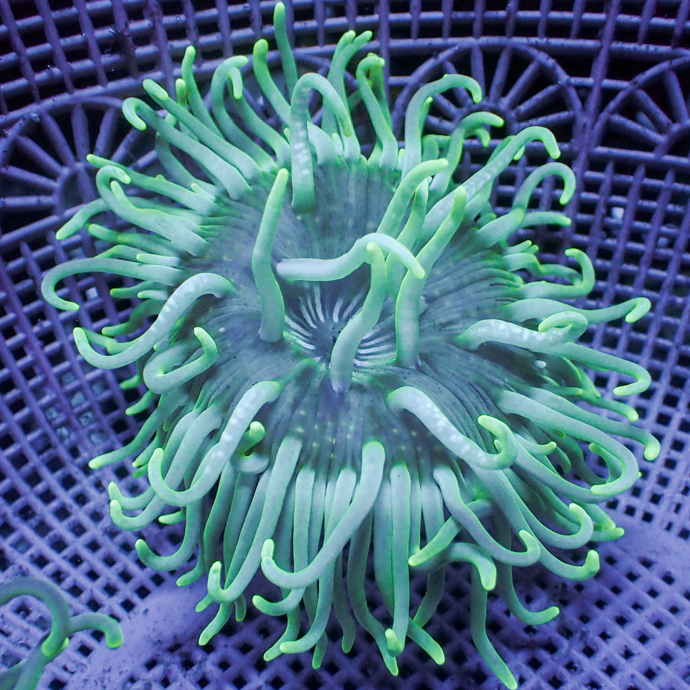 Teal Long Tentacle Anemone - Corals Anonymous