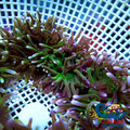 White Tip Green Long Tentacle Anemone Longtentacleanemone