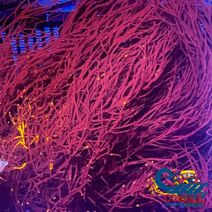 Burning Bush Gracilaria Macroalgae Macroalgae