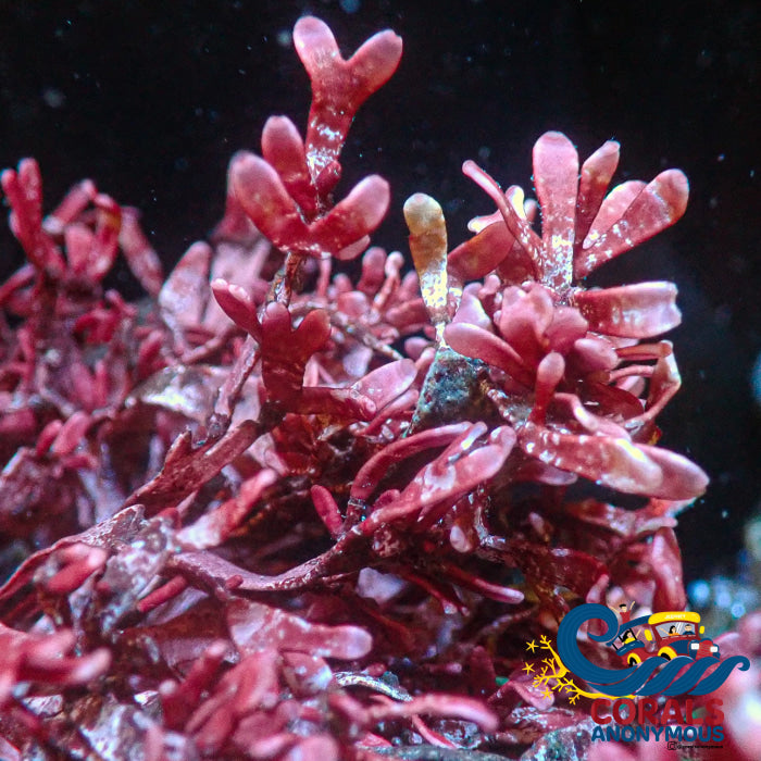 Review Cherry Blossom Red Macroalgae (S4) Macroalgae