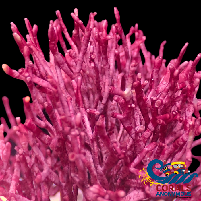 Fire Sticks Macroalgae