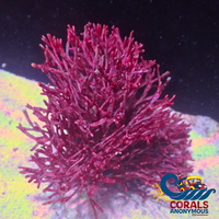 Better Name? Red Ogo Tubular Macroalgae Macroalgae