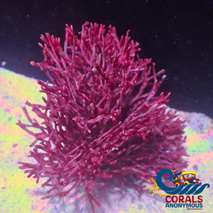 Better Name? Red Ogo Tubular Macroalgae Macroalgae