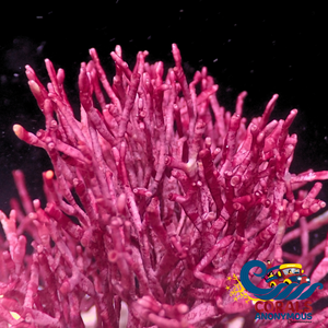 Fire Sticks Macroalgae