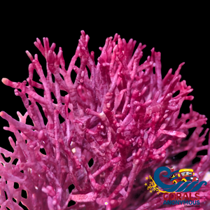 Fire Sticks Macroalgae Red Ogo Tubular Macroalgae
