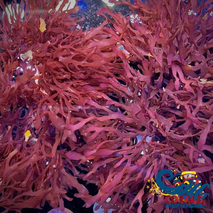 Dragons Breath Macroalgae (Pom Pom Algae) Macroalgae