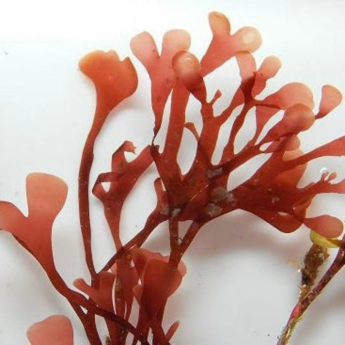 Queen of Hearts Macroalgae - Corals Anonymous