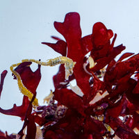 Queen of Hearts Macroalgae
