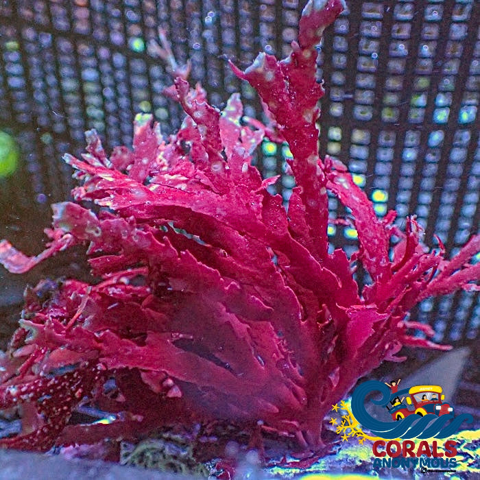 R Dragons Tongue Macroalgae (S10) Macroalgae
