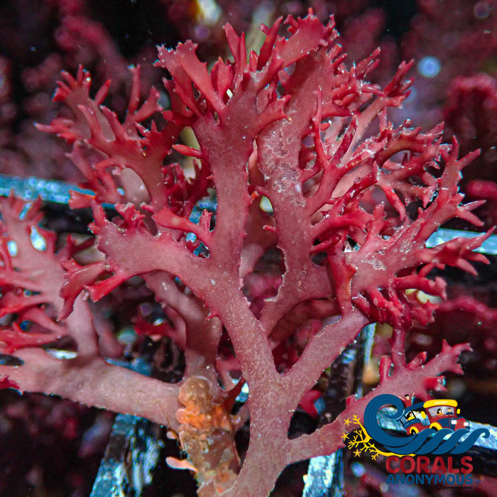 Review Scorching Tree Red Macroalgae (S8) Macroalgae