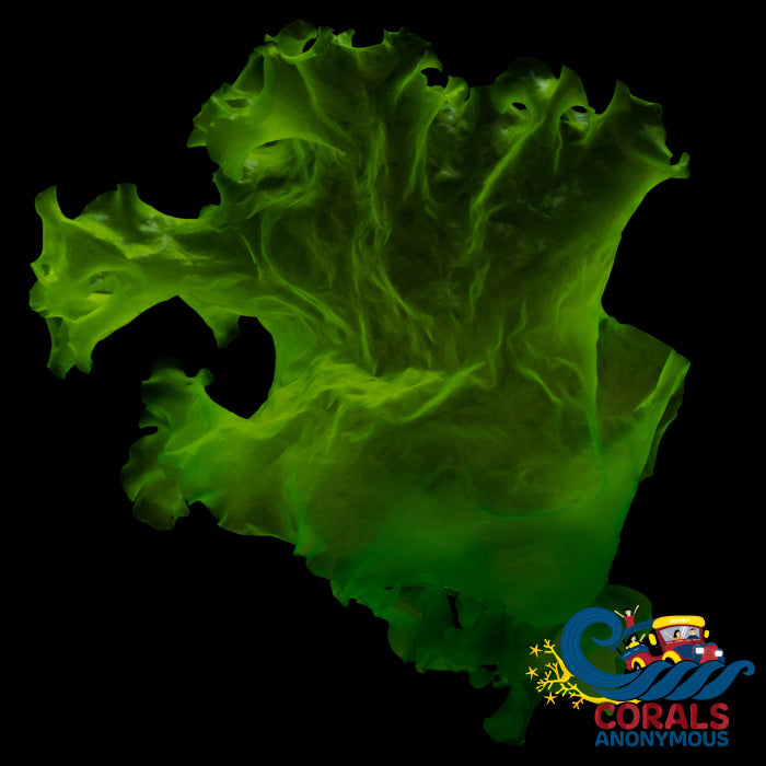 Sea Lettuce Macroalgae Macroalgae