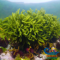 Codium Green Seaweed (Codium Sp) Macroalgae
