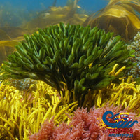 Codium Green Seaweed (Codium Sp) Macroalgae