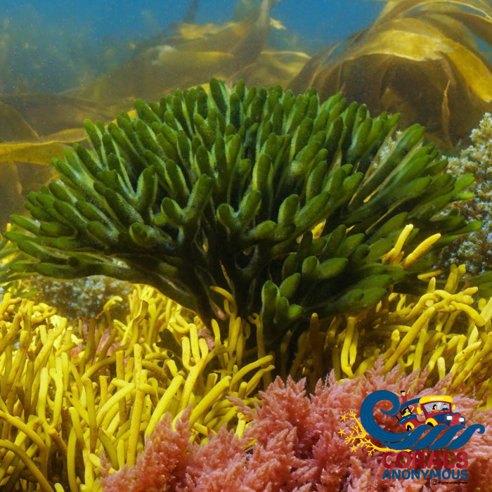 Codium Green Seaweed (Codium Sp) Macroalgae