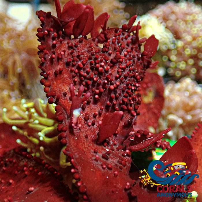 Flaming Grape Stone Red Macroalgae