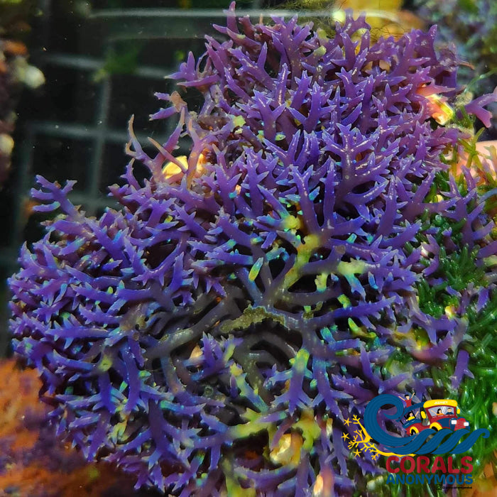 Blue Octhodes Macroalgae Macroalgae