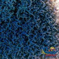 Blue Hypnea Macroalgae (S6) Macroalgae
