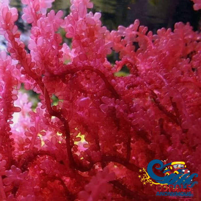 Red Grape Macroalgae (1-2) Macroalgae