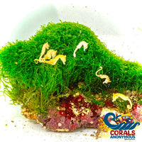 Rock Chaeto Macroalgae (Chaetomorpha Sp) (S8) Macroalgae
