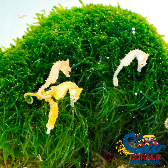 Rock Chaeto Macroalgae (Chaetomorpha Sp) (S8) Macroalgae