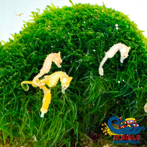 Rock Chaeto Macroalgae (Chaetomorpha Sp) (S8) Macroalgae
